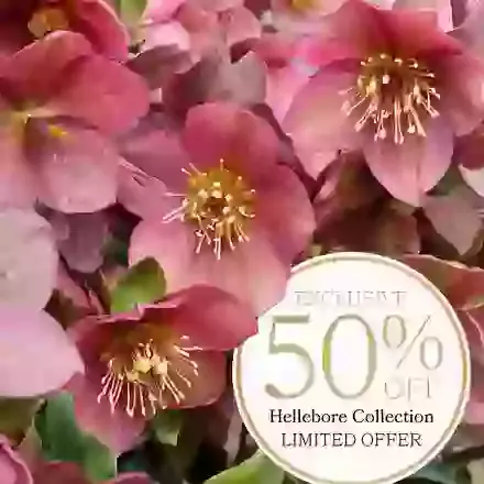 Half-Price Hellebore Collection